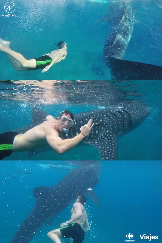 Aventuhero Cebú Tiburón Ballena 3.jpg